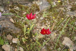 Image of Geissorhiza inflexa (D. Delaroche) Ker Gawl.