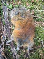 Image of Brown Lemming