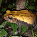 Image of Colombian giant toad