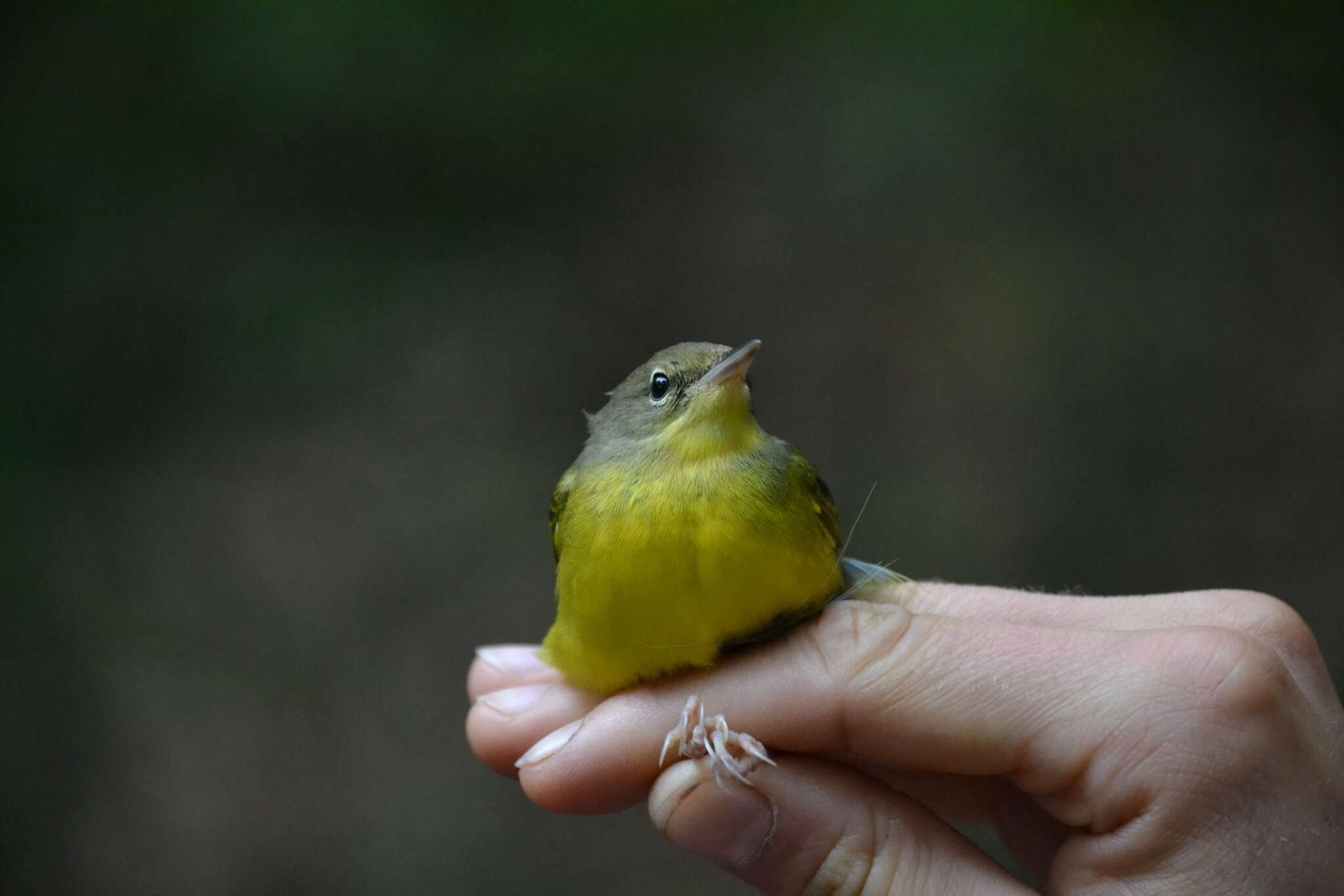 Image of Mourning Warbler