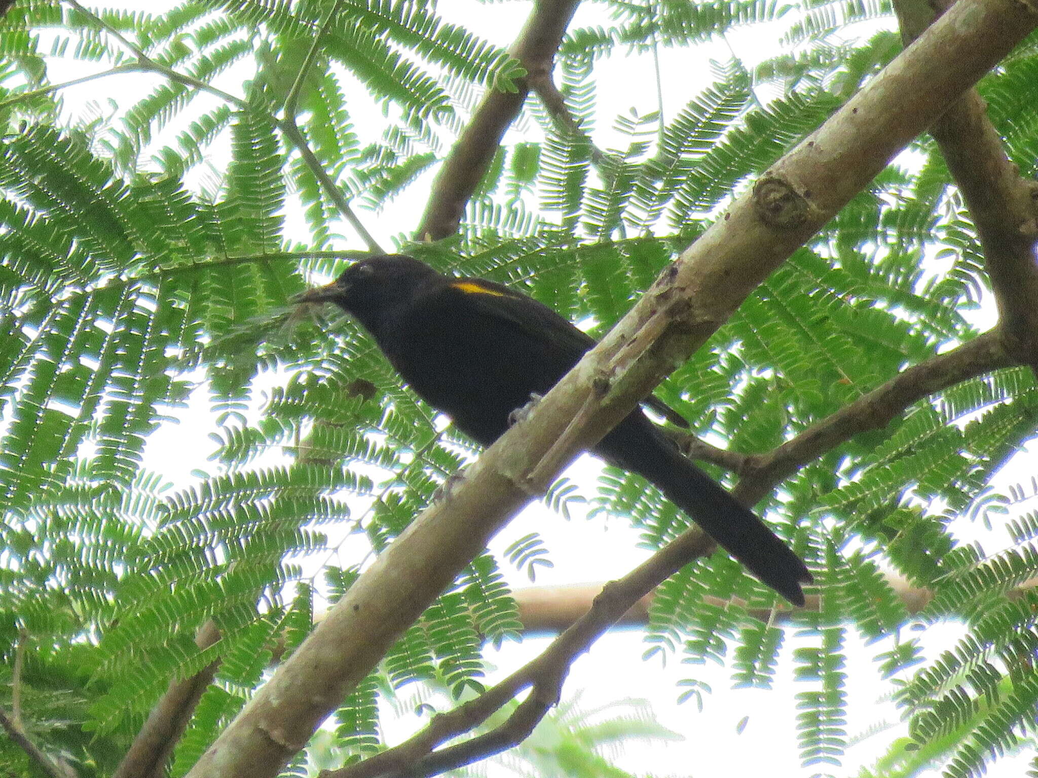 Image of Epaulet Oriole