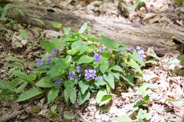 Слика од Viola cucullata Ait.