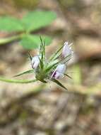 Image of Monterey clover