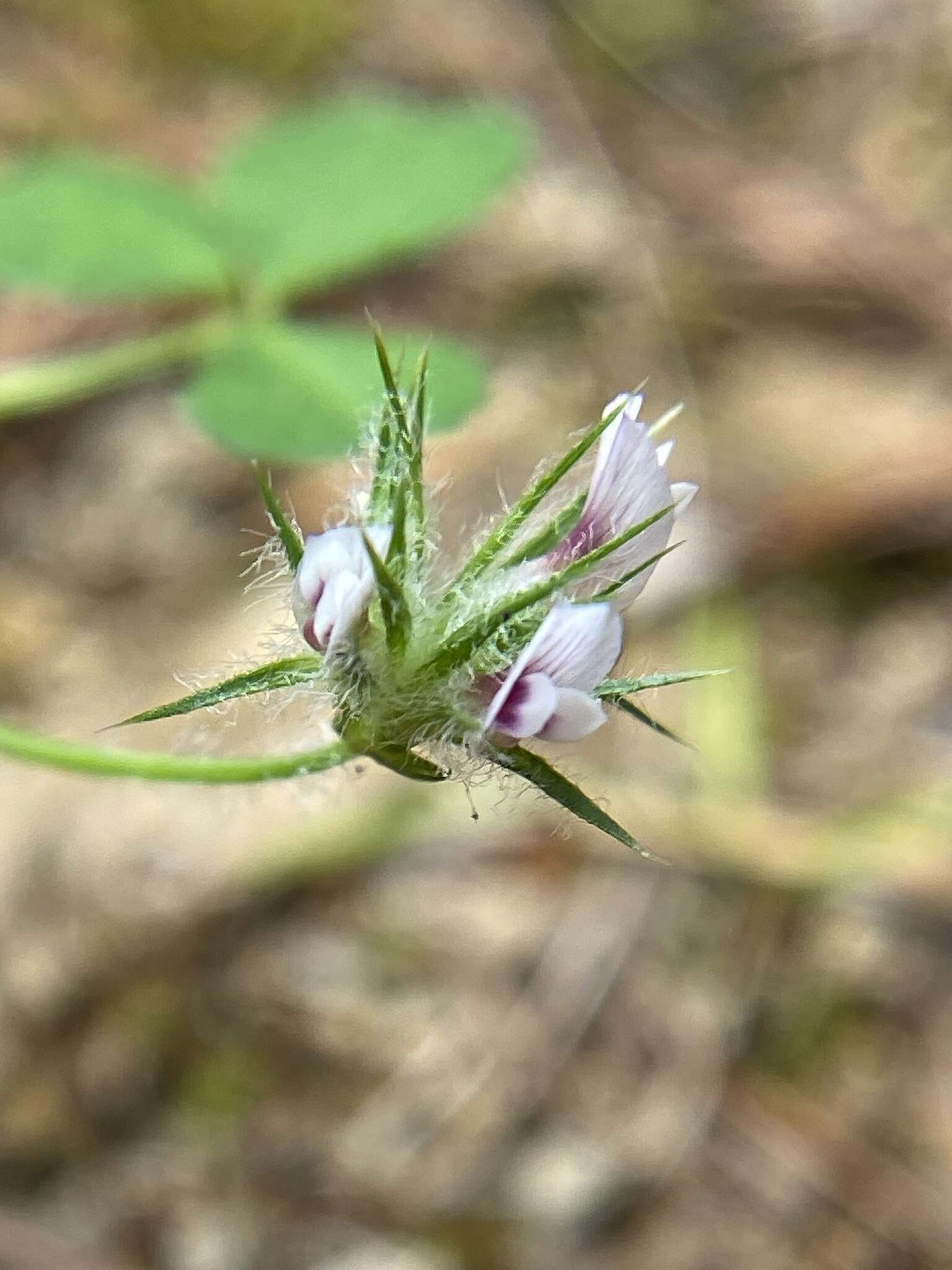 Image of Monterey clover