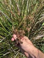 Image of needlegrass rush