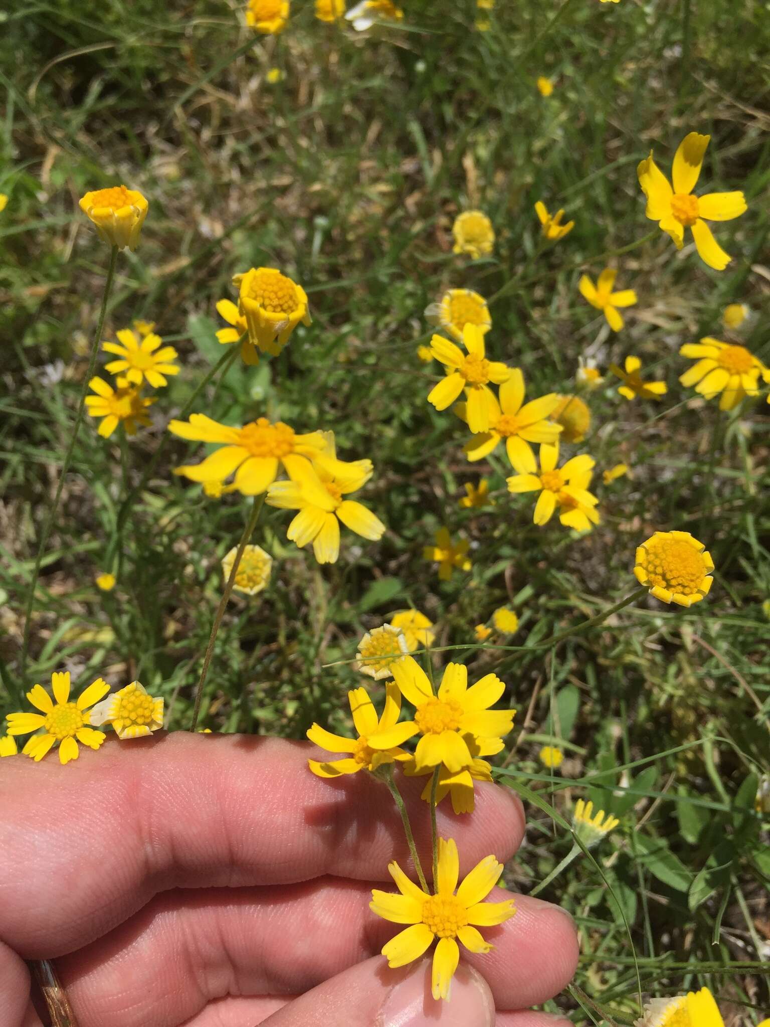 Image of fineleaf fournerved daisy