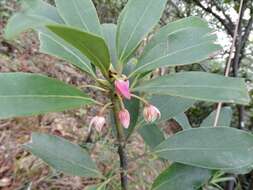 Image de Illicium angustisepalum A. C. Sm.