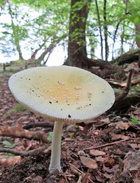 Imagem de Amanita albocreata (G. F. Atk.) E.-J. Gilbert 1941