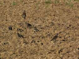 Image of Fieldfare