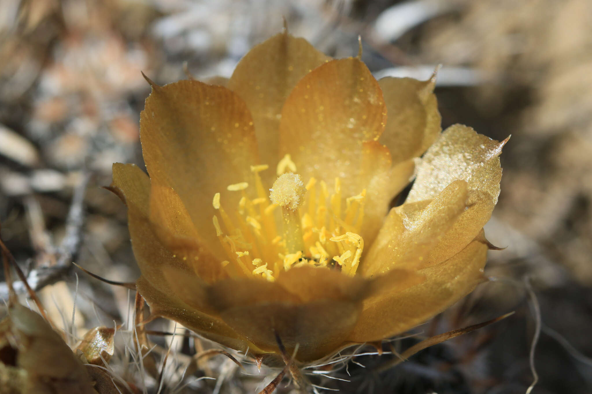 Image of Pterocactus australis (F. A. C. Weber) Backeb.