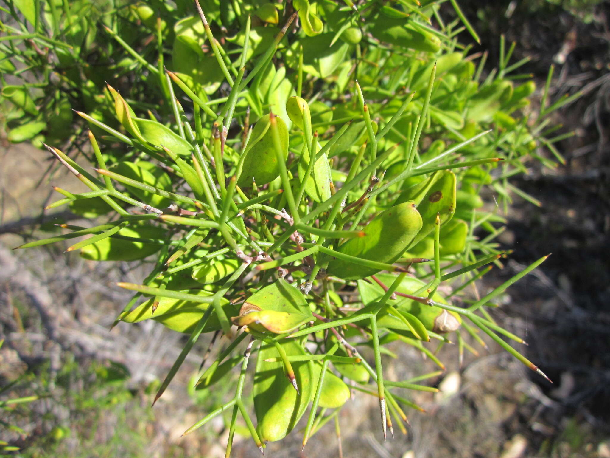 Image de Hakea trifurcata (Sm.) R. Br.