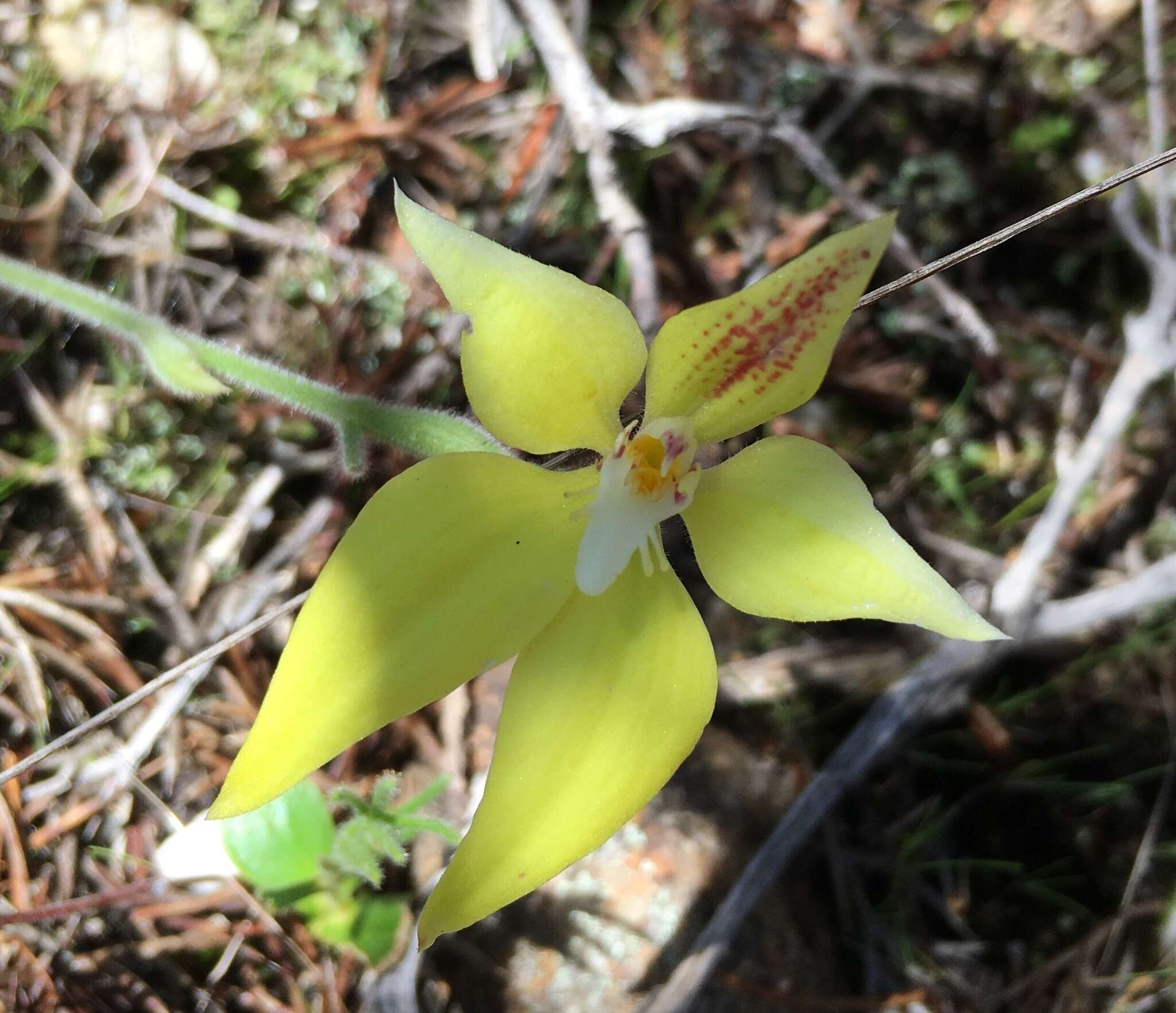 Image de Caladenia flava R. Br.