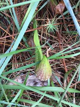 Image of parrot pitcherplant