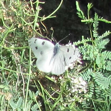 Image of Checkered White