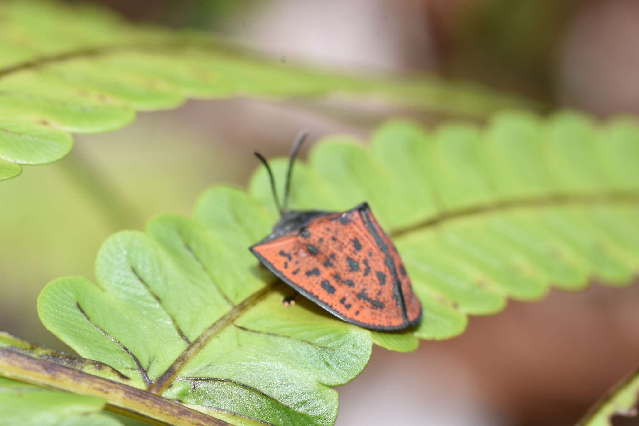 Image of Dorynota (Akantaka) insidiosa (Boheman 1854)