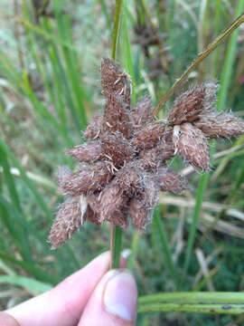 Image of seacoast bulrush