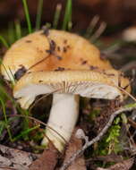 Image of Russula neerimea Grgur. 1997