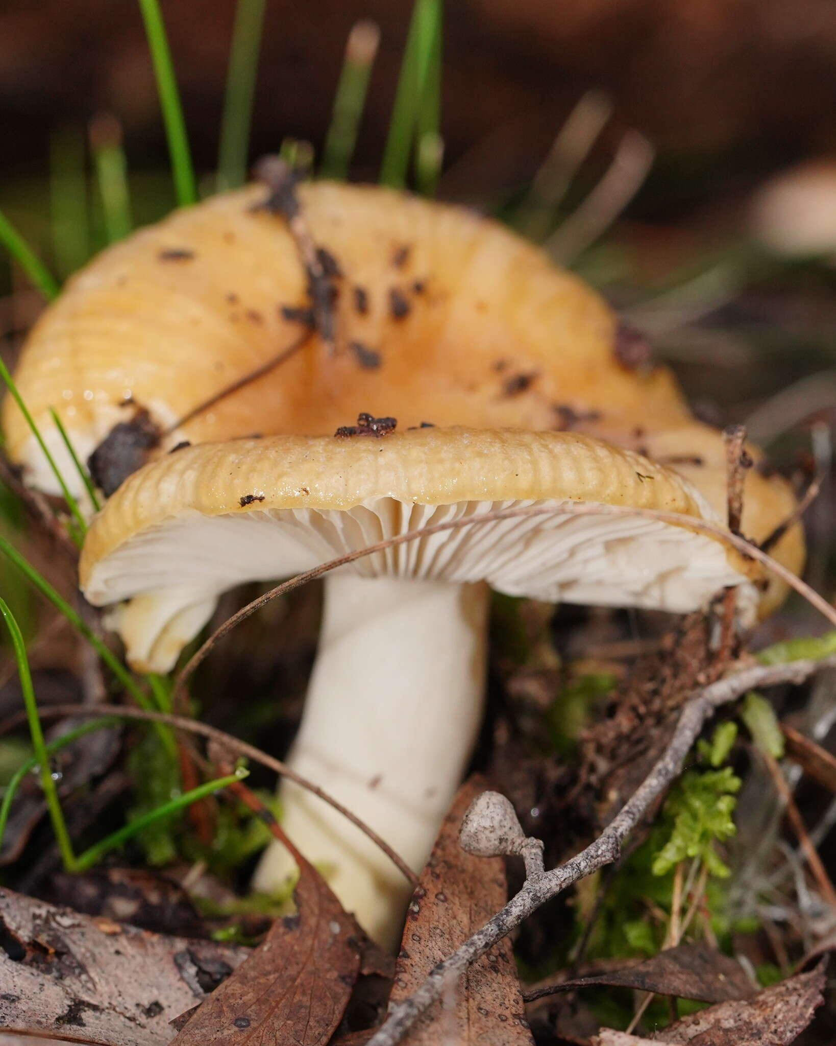 Image of Russula neerimea Grgur. 1997