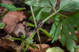 Plancia ëd Urocystis anemones (Pers.) G. Winter 1880