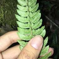 Polystichum nepalense (Spreng.) C. Chr. resmi