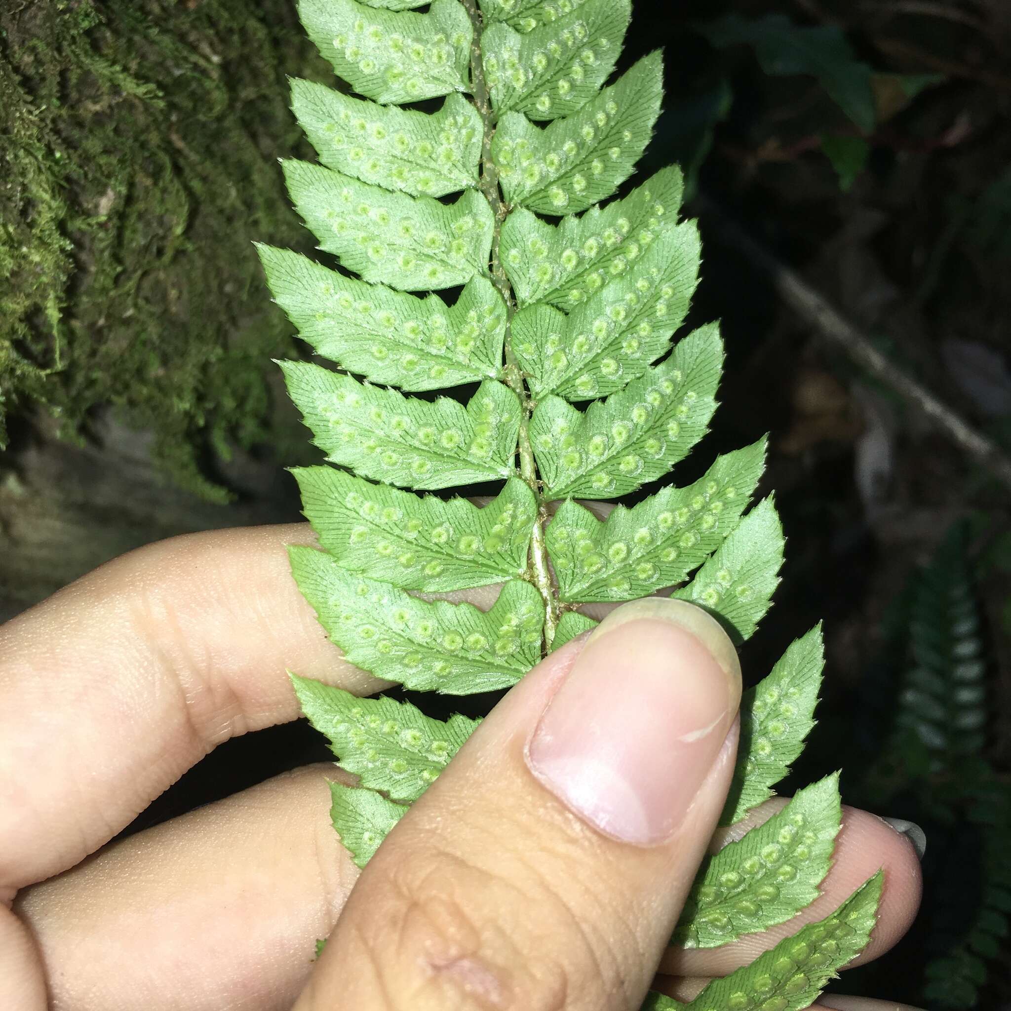 Image de Polystichum nepalense (Spreng.) C. Chr.