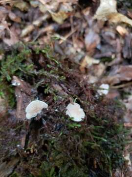 Imagem de Entoloma byssisedum (Pers.) Donk 1949