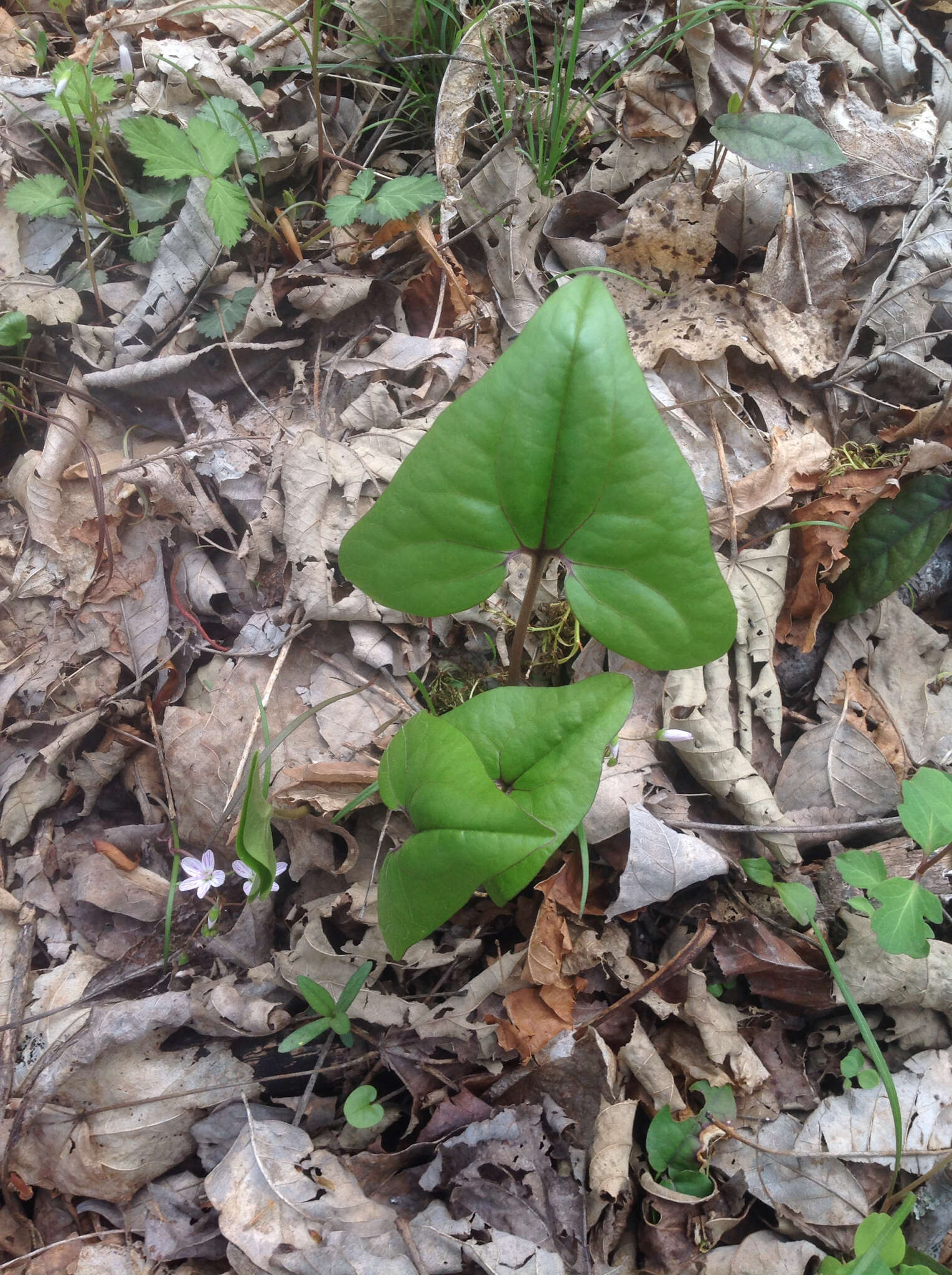 Image de Hexastylis arifolia (Michx.) Small