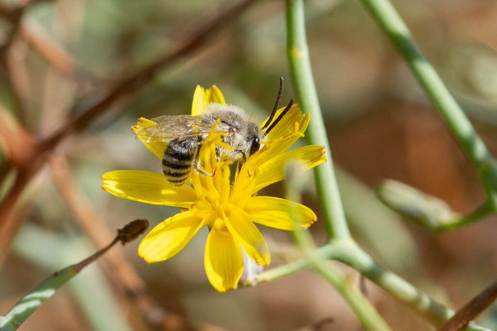 Image of Colletes moricei Saunders 1904