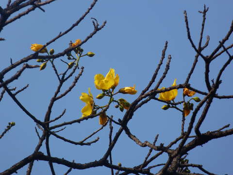 Image of silk-cotton tree