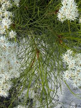 Image of Conospermum teretifolium R. Br.