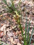 Rhynchospora megalocarpa A. Gray resmi