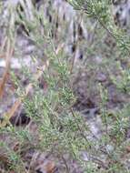 Image of false rosemary