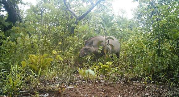 Image de Tapir D'Amérique