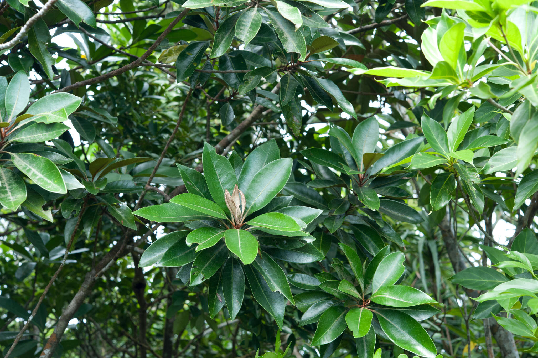 Image of yellow-boxwood