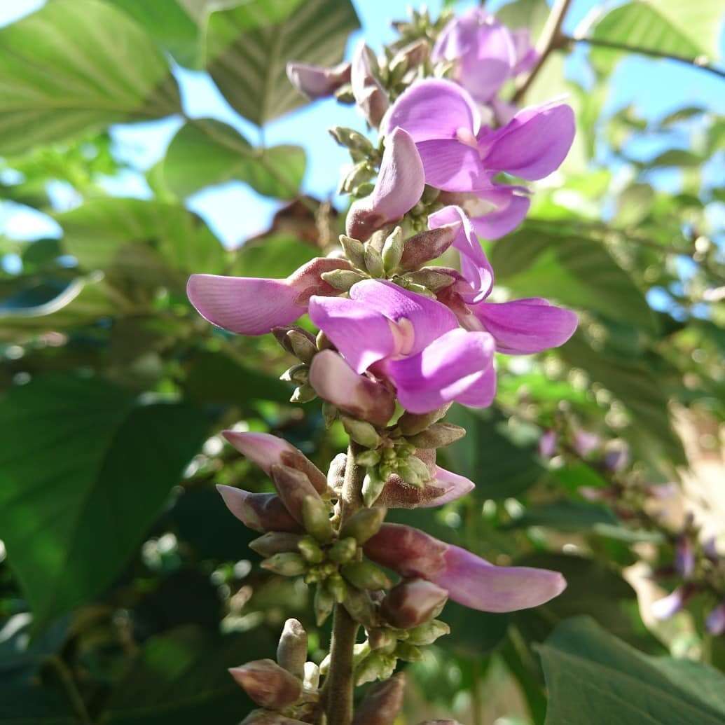 Image of Cratylia argentea (Desv.) Kuntze