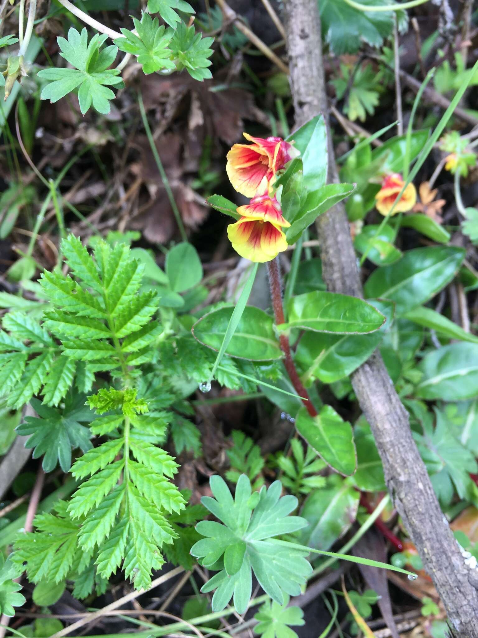 Plancia ëd Oenothera epilobiifolia Kunth