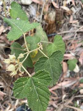 Image of Rubus moluccanus var. trilobus A. R. Bean