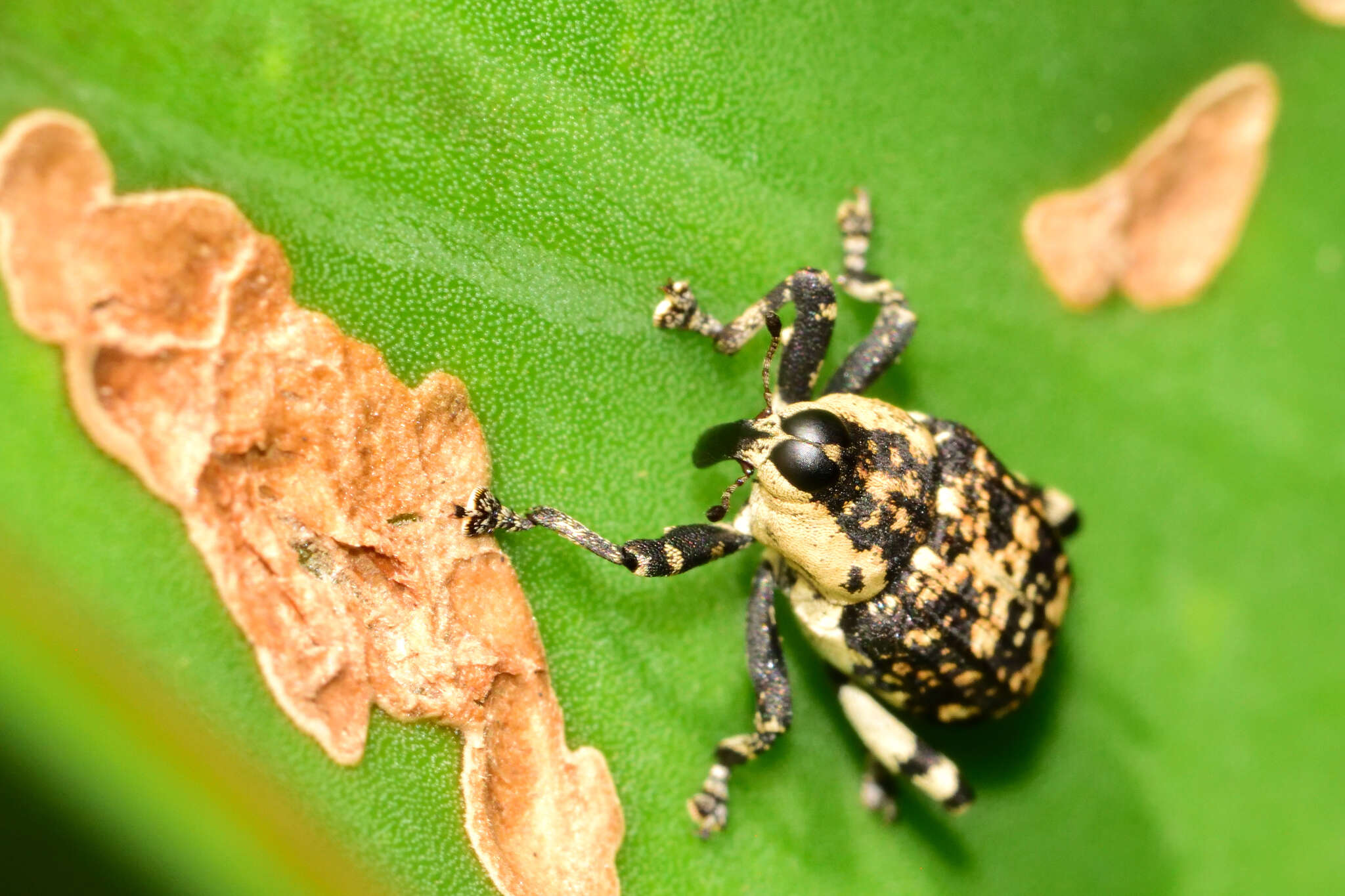 Image of Peltophorus polymitus Boheman 1845