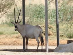 Image of Arabian Oryx