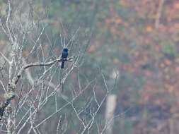 Image of Lesser Racket-tailed Drongo