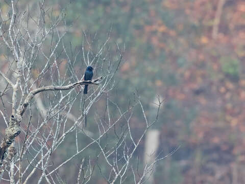 Image of Lesser Racket-tailed Drongo