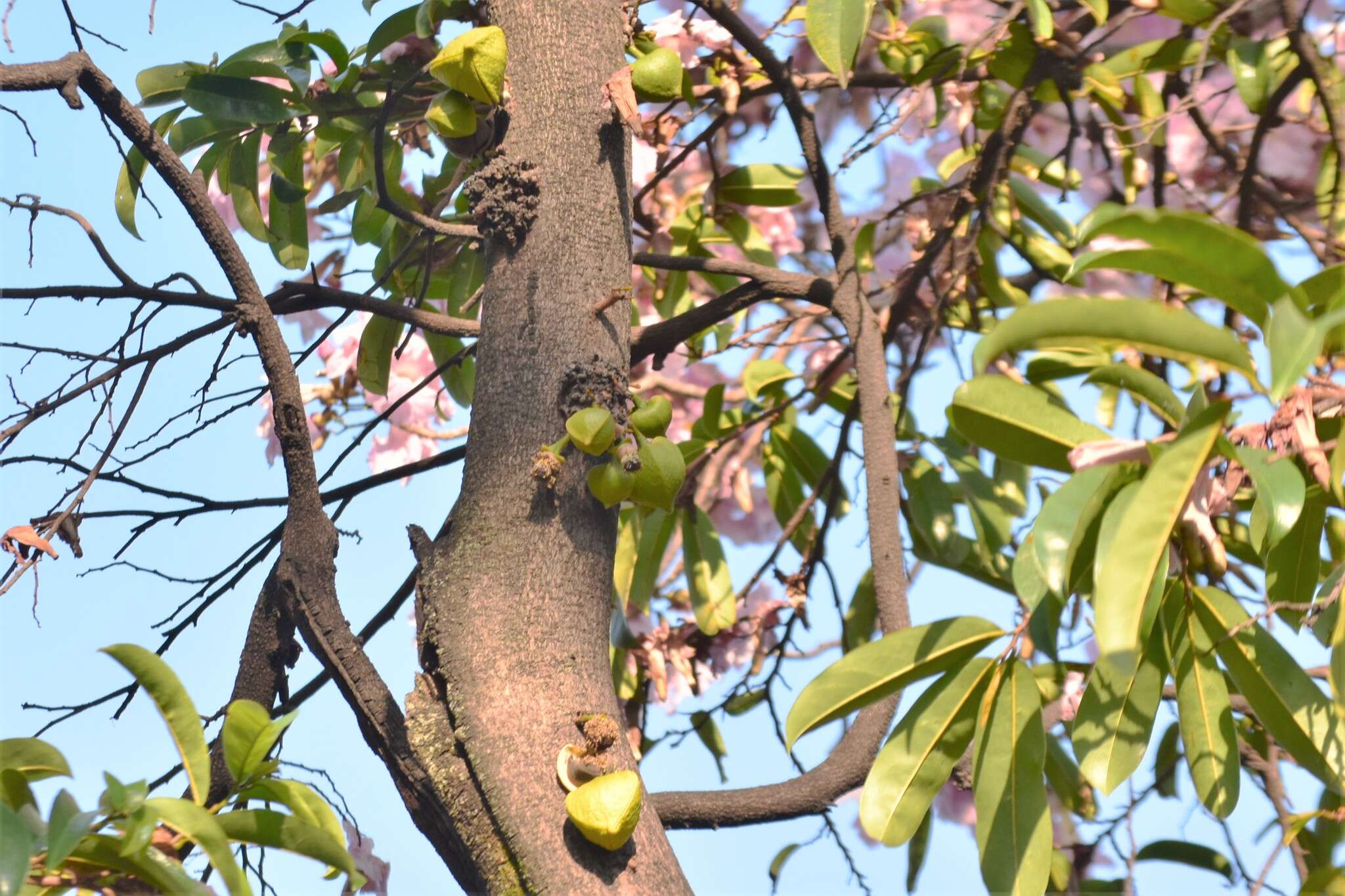 Image of soursop