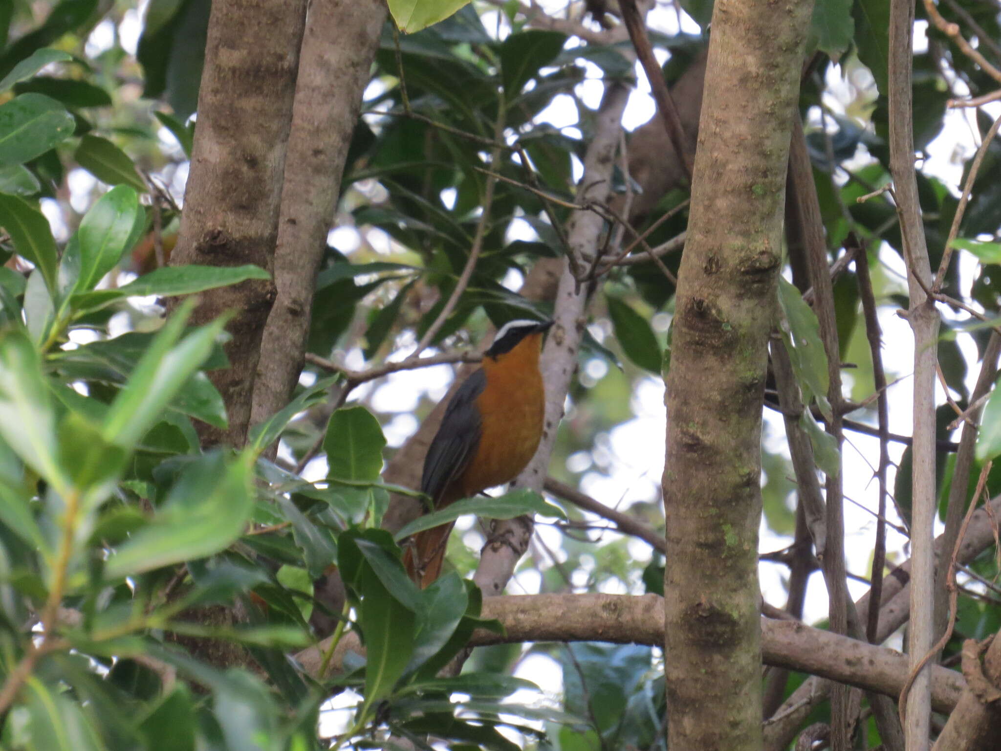 Image of Heuglin's Robin