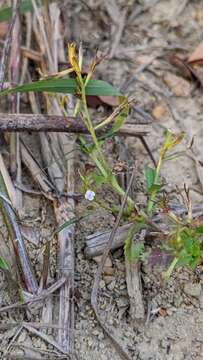 Image de Bonnaya ciliata (Colsm.) Spreng.