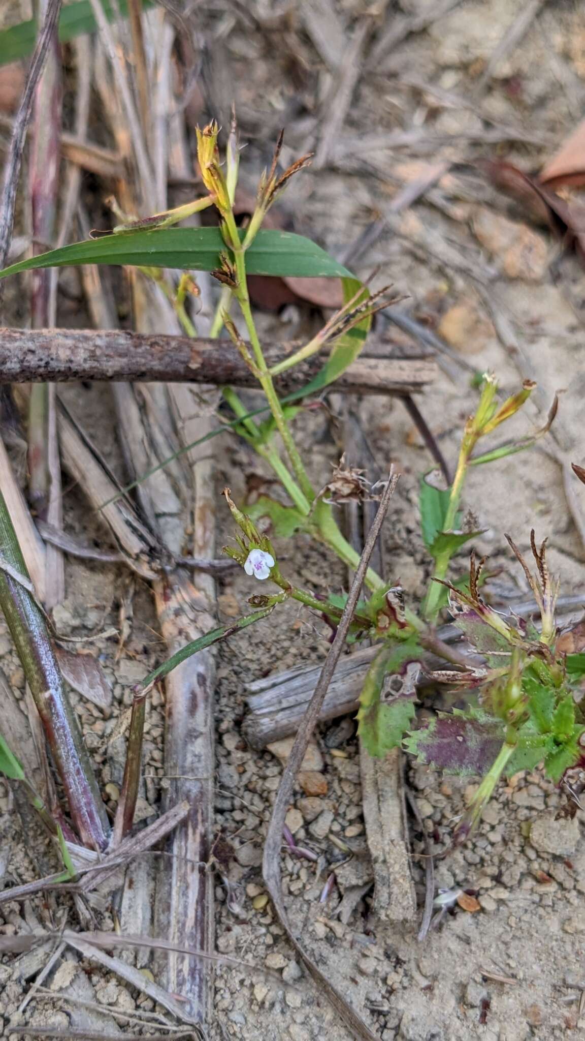 Image de Bonnaya ciliata (Colsm.) Spreng.