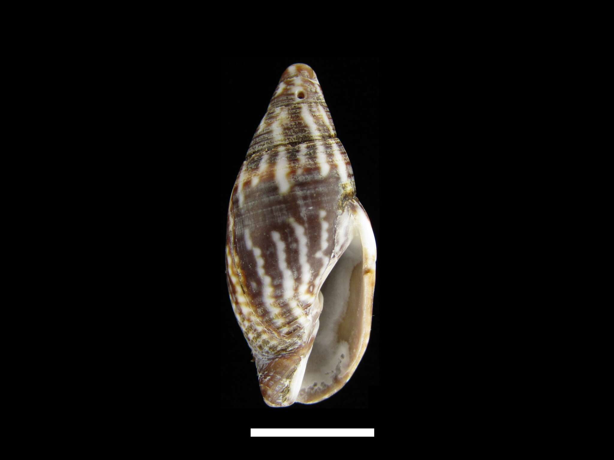 Imagem de Strigatella scutulata (Gmelin 1791)