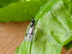 Image of Rachicerus nitidus (Johnson 1903)