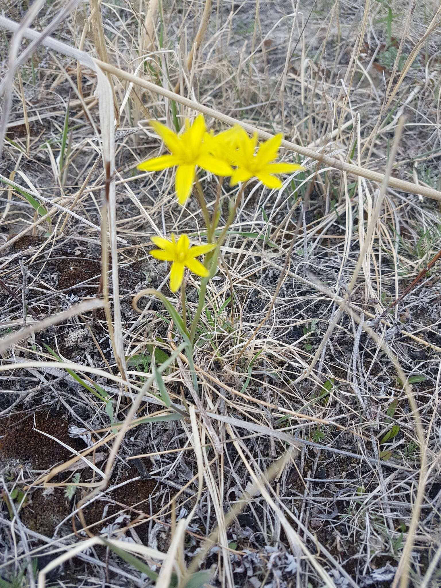 少花顶冰花的圖片