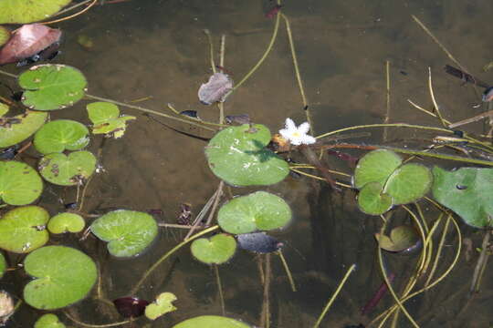 Image of Nymphoides senegalensis