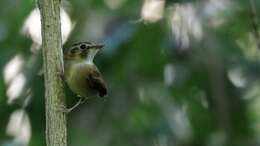 Image of Stub-tailed Spadebill